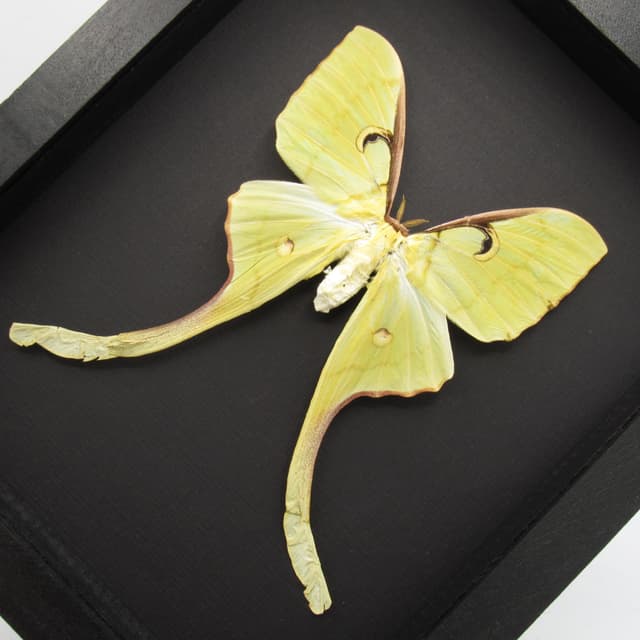 Real Giant Malaysian Moon moth framed taxidermy - Actias maenas - female - minor damage