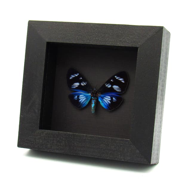 Real metallic framed taxidermy moth - Hypocrita plagifera