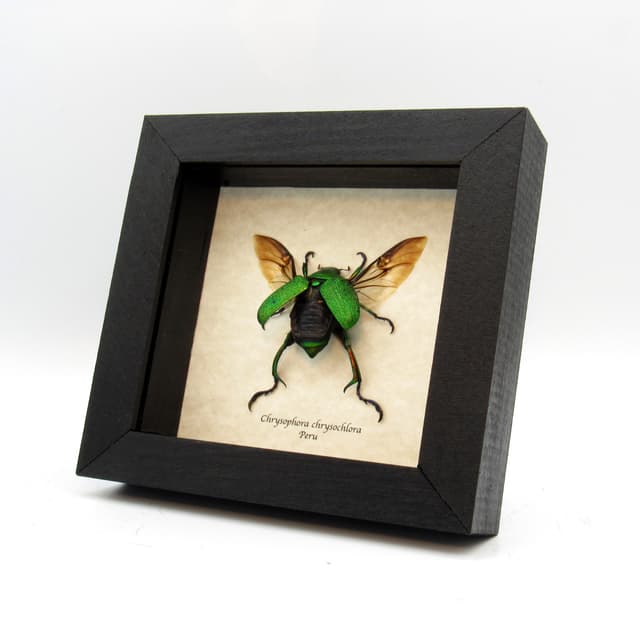 Real metallic green Frog Scarab beetle framed taxidermy - Chrysophora chrysochlora - large