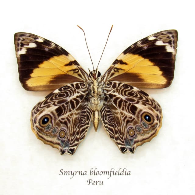 Real framed taxidermy butterfly - Smyrna bloomfieldia
