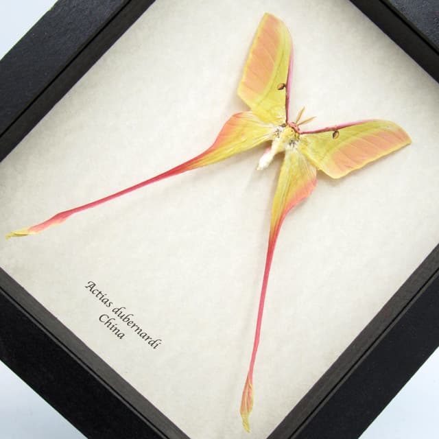 Rare XL pink Chinese Moon Moth framed taxidermy - Actias dubernardi