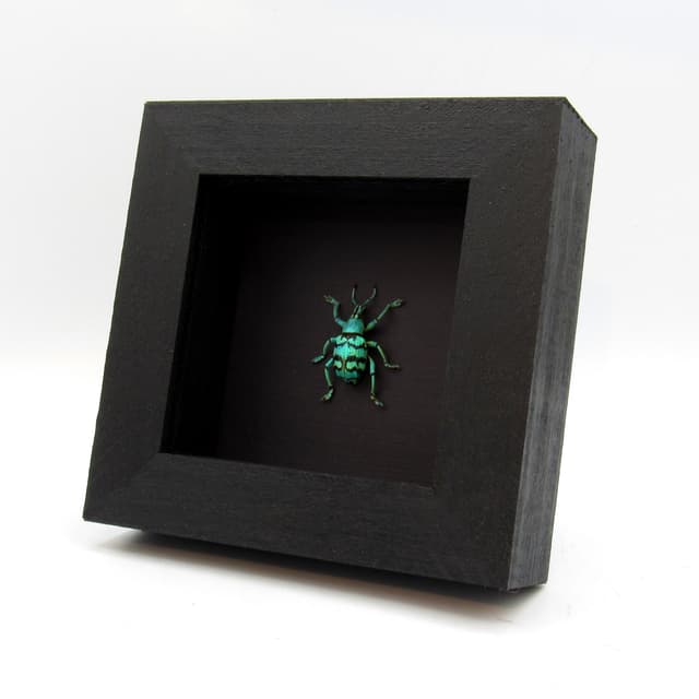 Real glitter Weevil framed taxidermy - Eupholus chevrolati