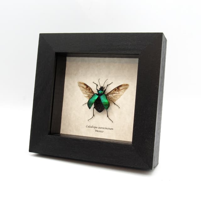 Real metallic ground beetle framed taxidermy - Calodrepa aurocinctum