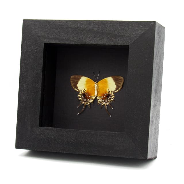 Rare Metalmark butterfly framed taxidermy - Helicopis acis - Victorian mount