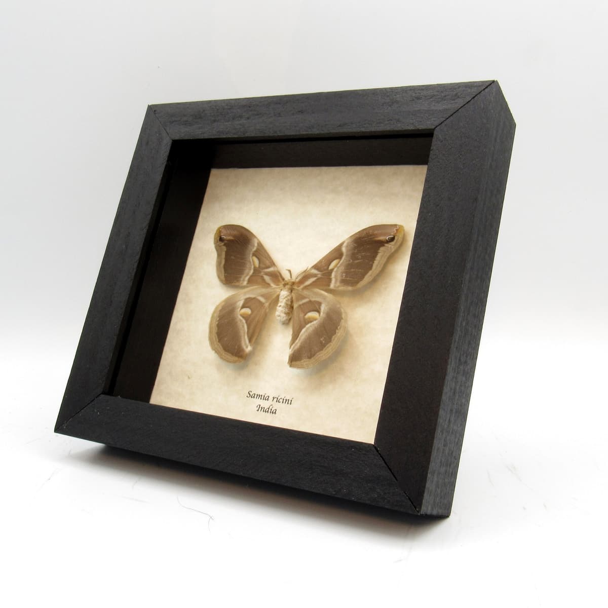 Real Dometsicated Eri Silkmoth framed taxidermy - Samia ricini - female