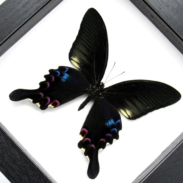 Real framed taxidermy Peacock Swallowtail butterfly - Papilio plolyctor stockleyi