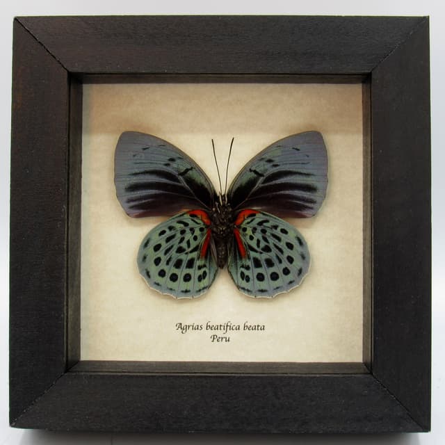 Rare metallic blue butterfly framed taxidermy - Agrias beatifica beata