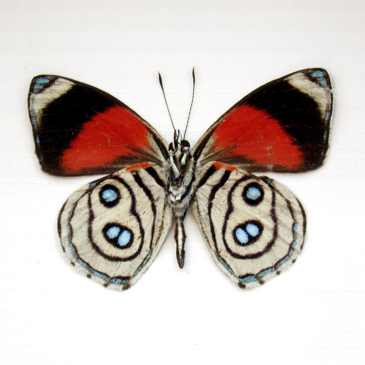 Real Zelphanta Numberwing butterfly framed - Callicore zelphanta