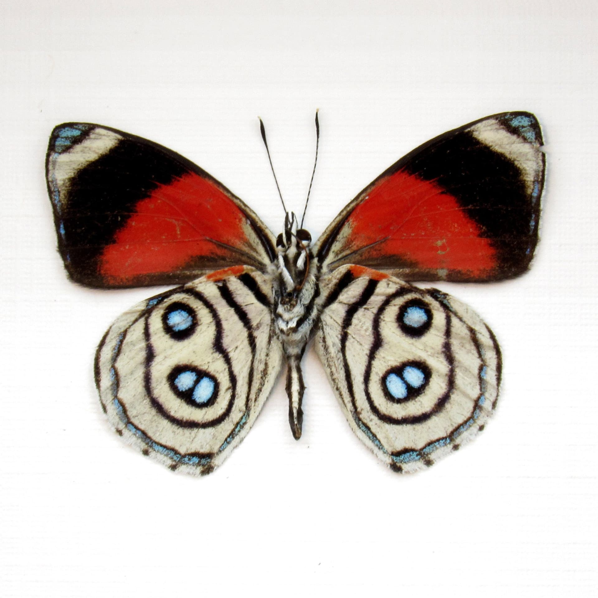 Real Zelphanta Numberwing butterfly framed - Callicore zelphanta