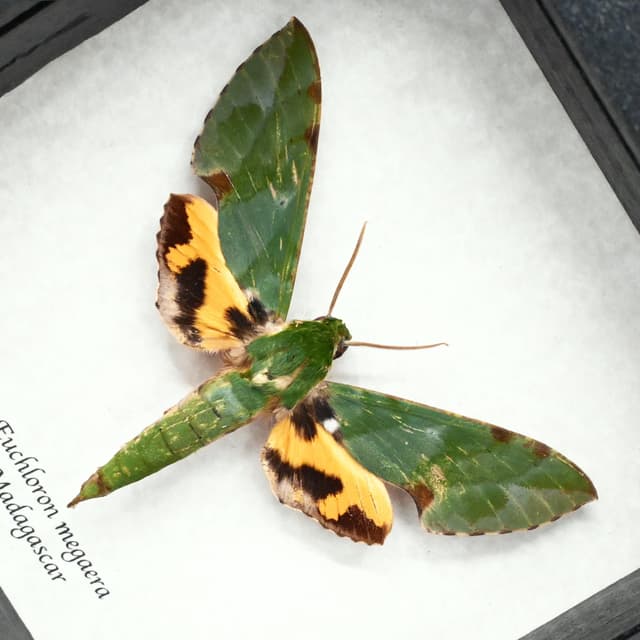 Real Green Sphinx moth framed taxidermy - Euchloron megaera