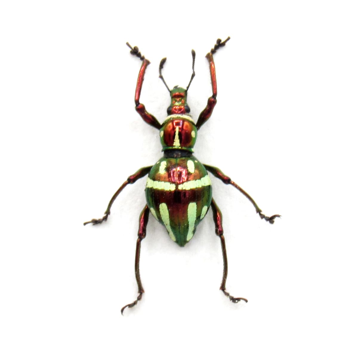 Real metallic red weevil beetle framed specimen - Pachyrhynchus similis - female