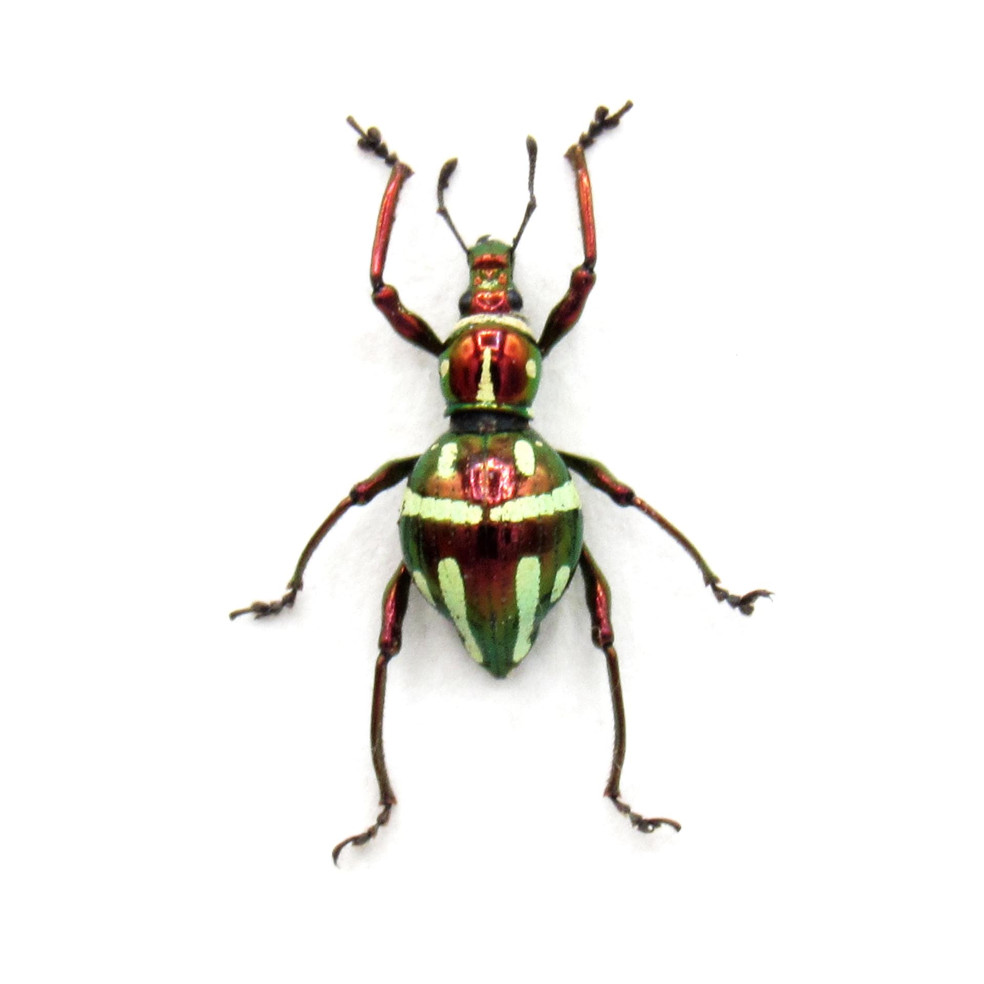 Real metallic red weevil beetle framed specimen - Pachyrhynchus similis - female