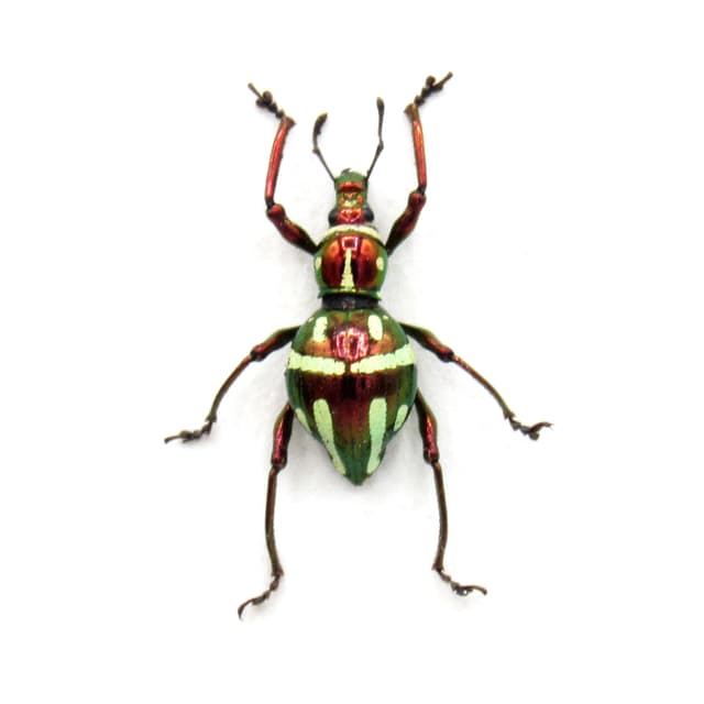 Real metallic red weevil beetle framed specimen - Pachyrhynchus similis - female