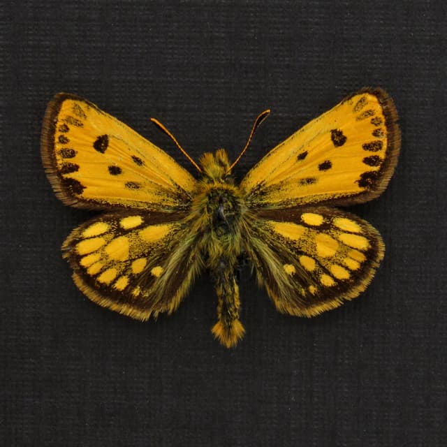 Real TINY Northern Checquered Skipper butterfly framed taxidermy - Carterocephalus silvicola