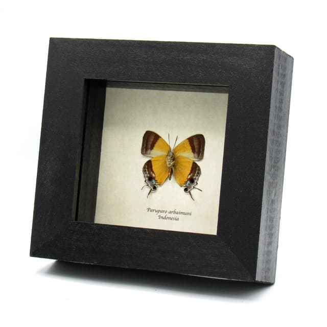 Rare yellow Hairstreak butterfly framed taxidermy - Paruparo arbaimuni