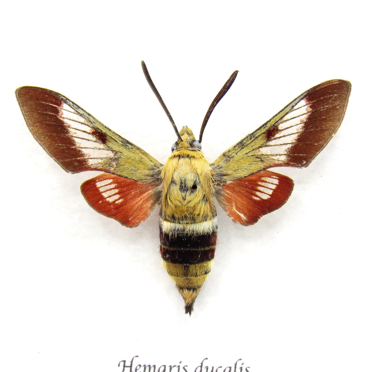 Rare Pamir Bee Hawkmoth framed taxidermy specimen - Hemaris ducalis