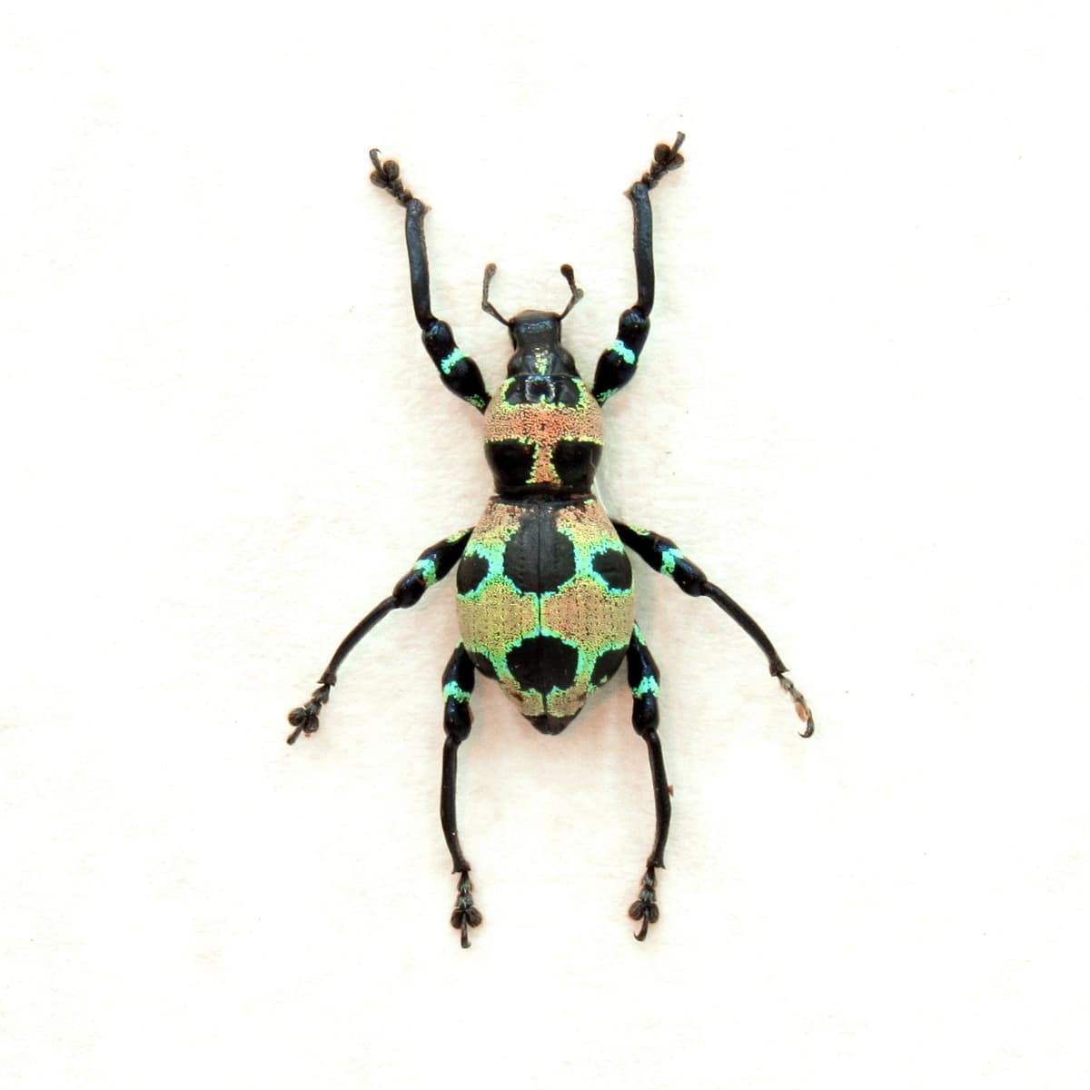 WEEVIL MANIA!  Real neon green metallic beetle framed taxidermy - Pachyrhynchus orbifer