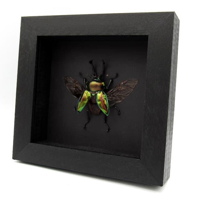 Rare large Rainbow Stag beetle framed taxidermy - Phalacrognathus muelleri