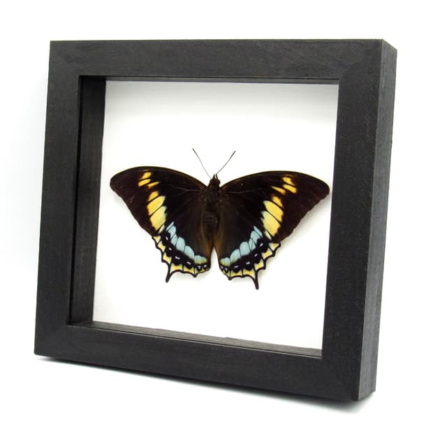 Rare framed butterfly specimen - Charaxes eurialus - XL female - Victorian mount