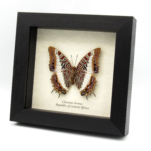 Real White-barred Emperor butterfly framed taxidermy - Charaxes brutus - large female