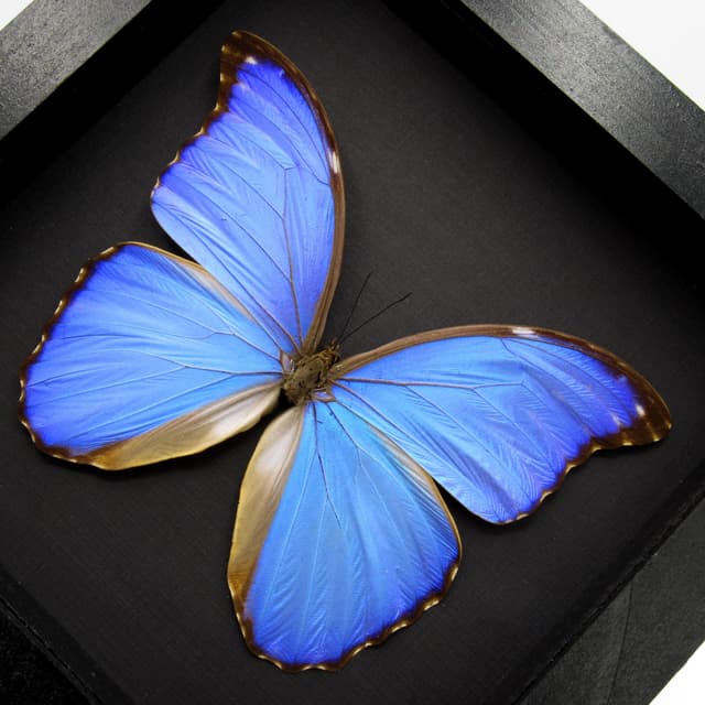 Real Giant Blue Morpho butterfly framed taxidermy - Morpho godarti - 6.15 inch wingspan