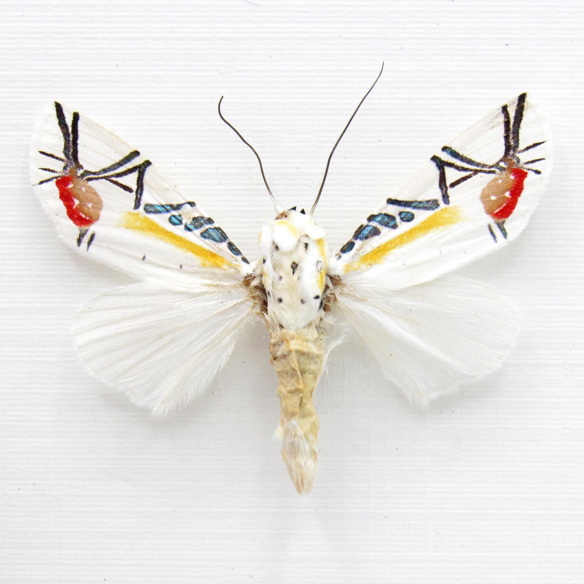 Rare metallic Picasso moth framed taxidermy - Baorisa hieroglyphica