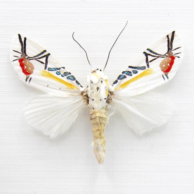 Rare metallic Picasso moth framed taxidermy - Baorisa hieroglyphica