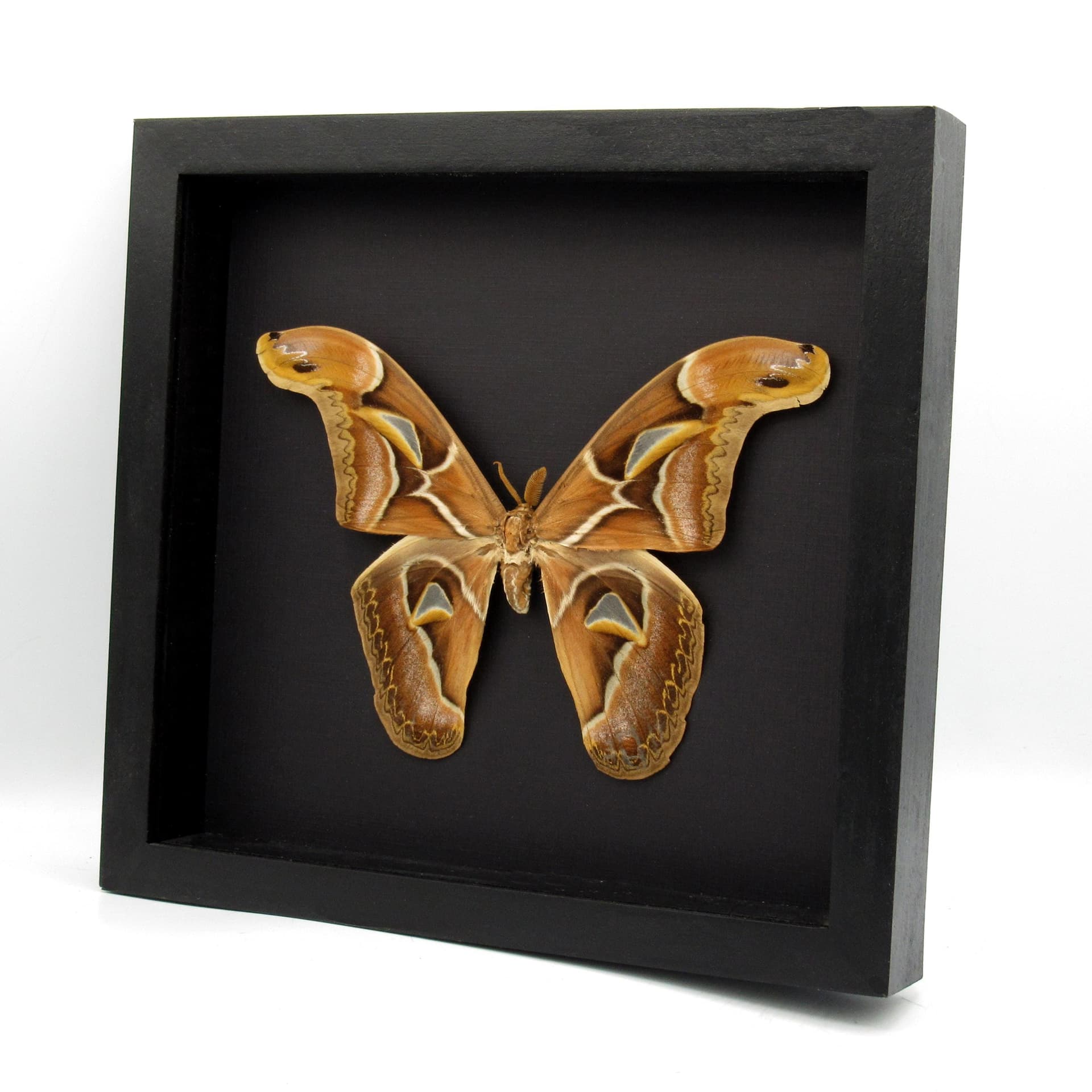 Real XL Saturn moth framed taxidermy - Archaeoattacus edwardsii - 7.5 inch wingspan - minor damage
