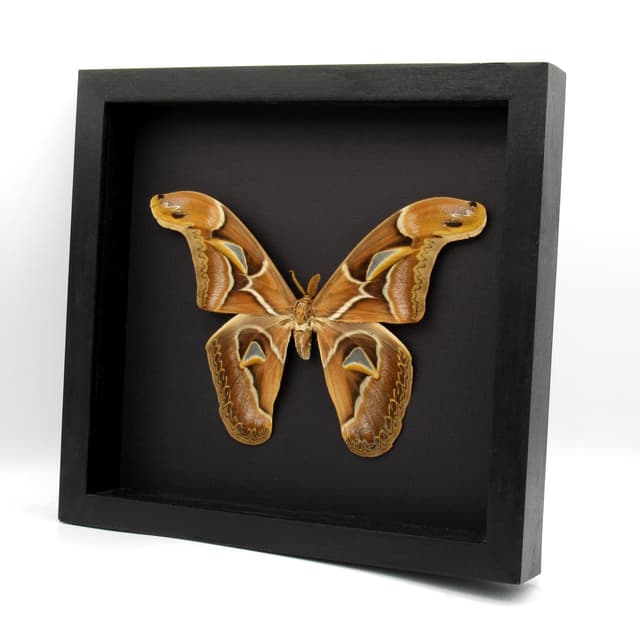 Real XL Saturn moth framed taxidermy - Archaeoattacus edwardsii - 7.5 inch wingspan - minor damage