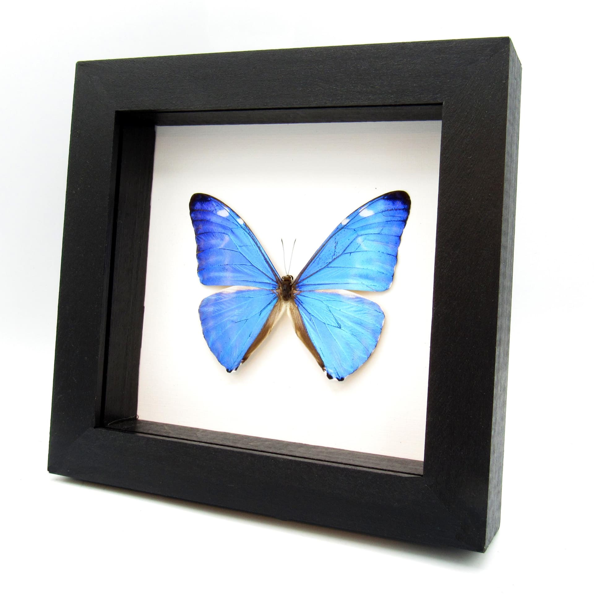 Real iridescent blue butterfly framed taxidermy - morpho adonis