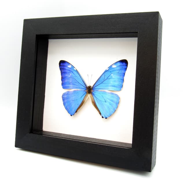 Real iridescent blue butterfly framed taxidermy - morpho adonis