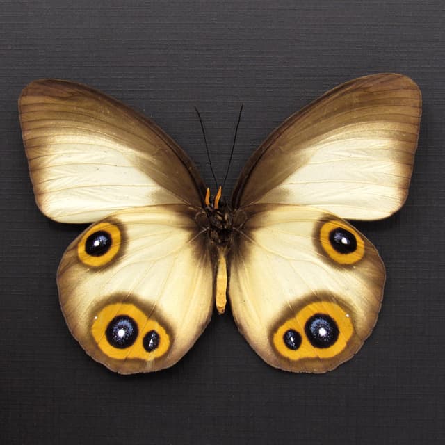 Real Owl butterfly framed taxidermy - Taenaris domitilla - large female