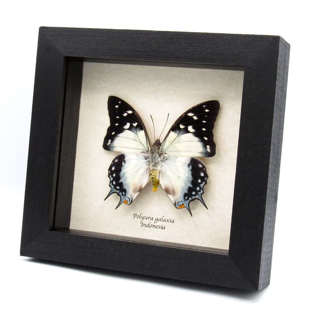 Very large rare blue Nawab butterfly framed taxidermy - Polyura galaxia