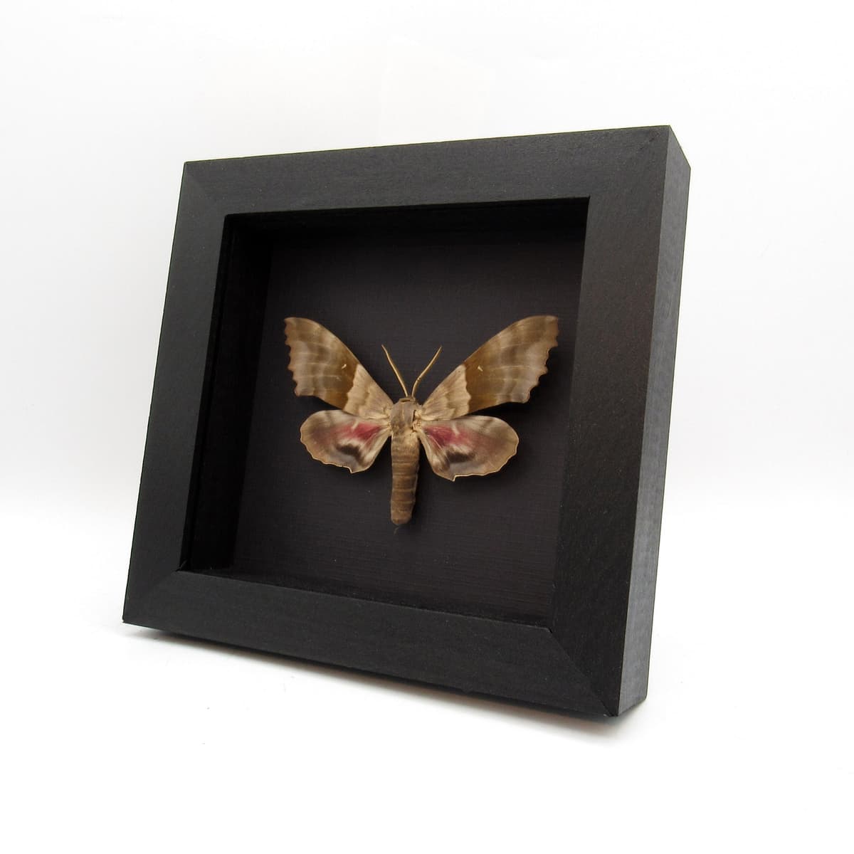 Real Giant Poplar Sphinx moth framed taxidermy - Pachysphinx modesta