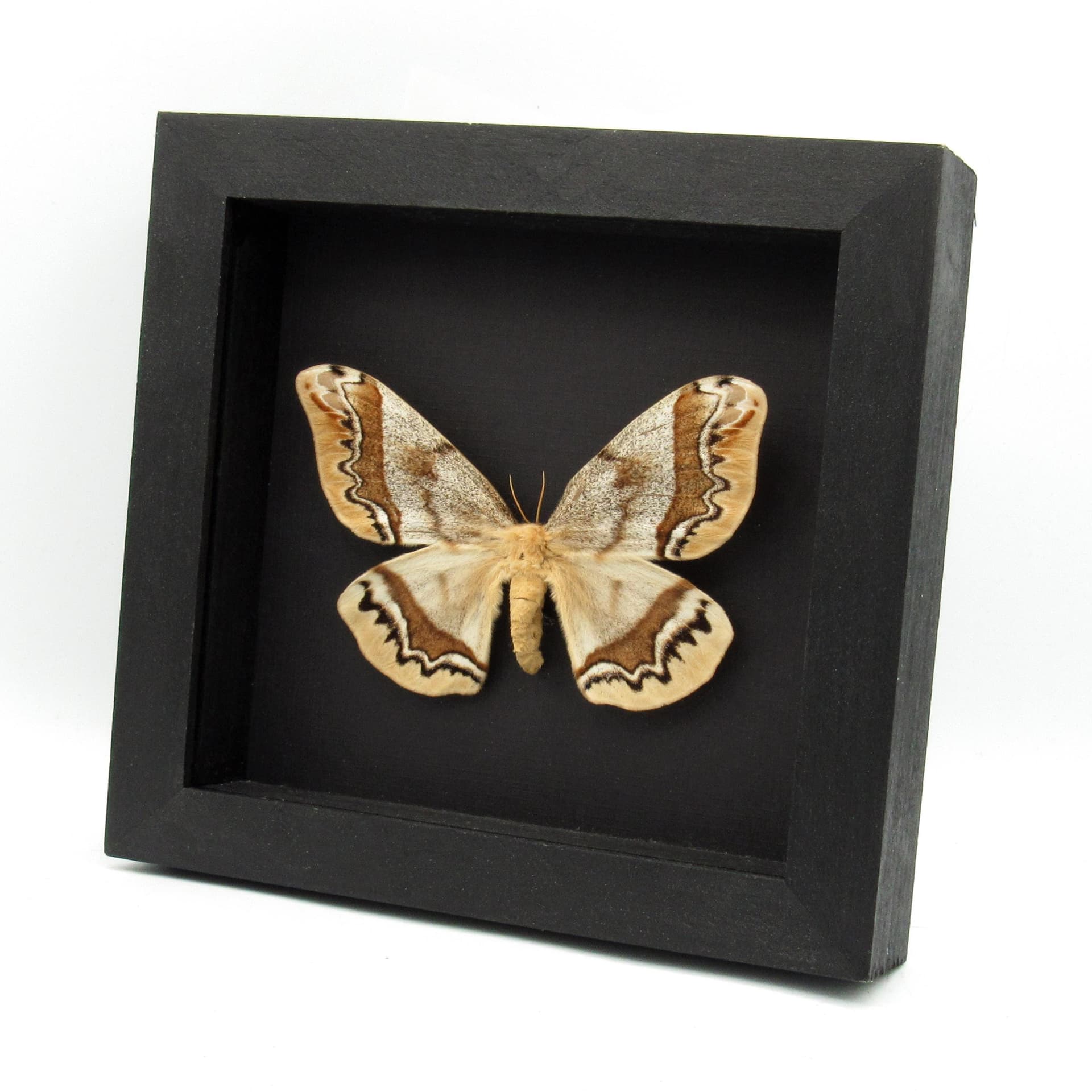 Rare Saturn moth framed taxidermy - Arsenura armida - female - blond color form