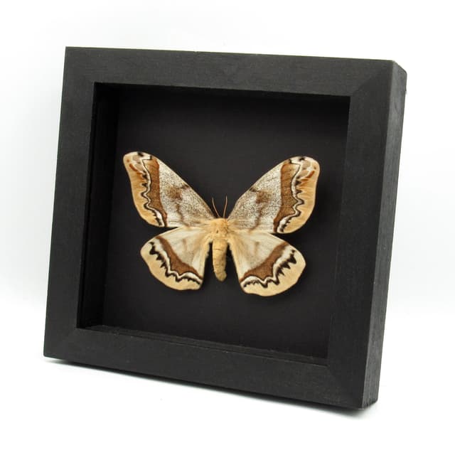Rare Saturn moth framed taxidermy - Arsenura armida - female - blond color form