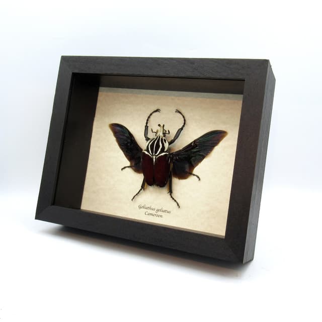 Large real Flower Beetle framed taxidermy - Goliathus goliatus
