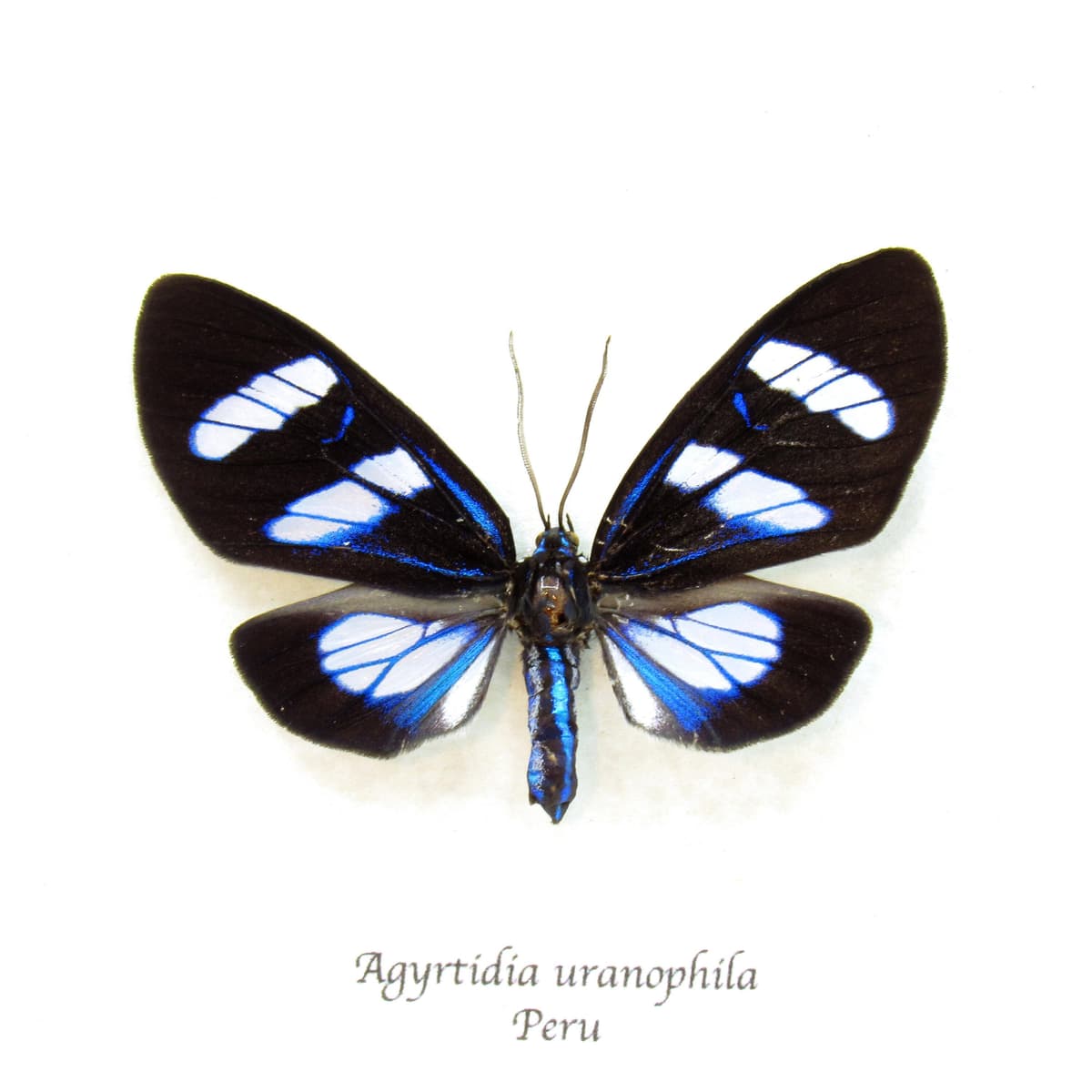 Real metallic blue framed moth taxidermy - Agyrtidia uranophila