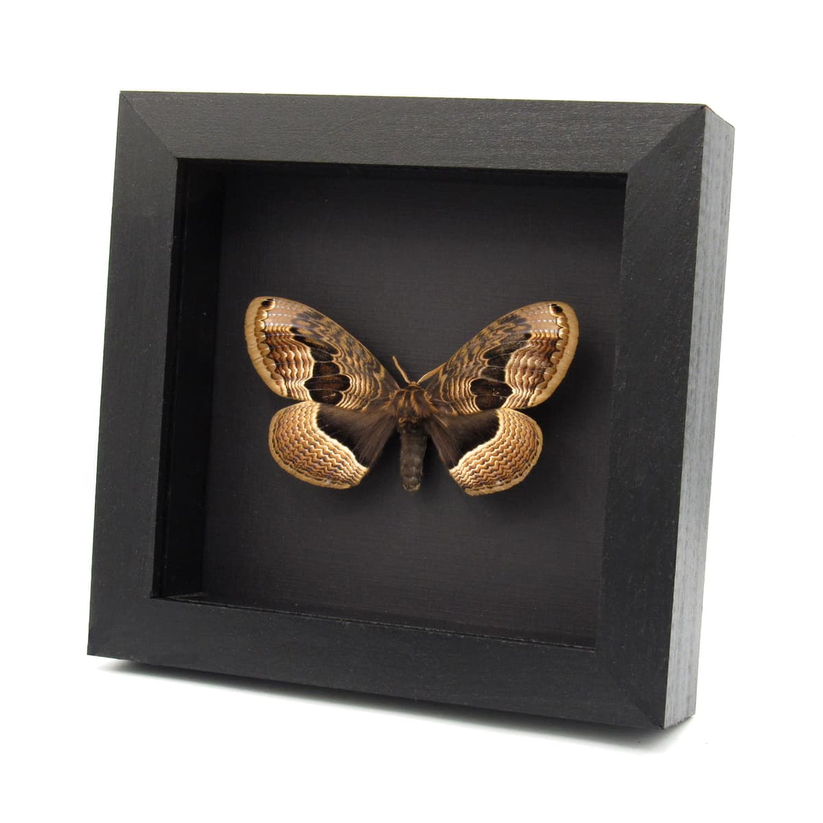Real large Brahmin moth framed taxidermy - Brahmaea tancrei