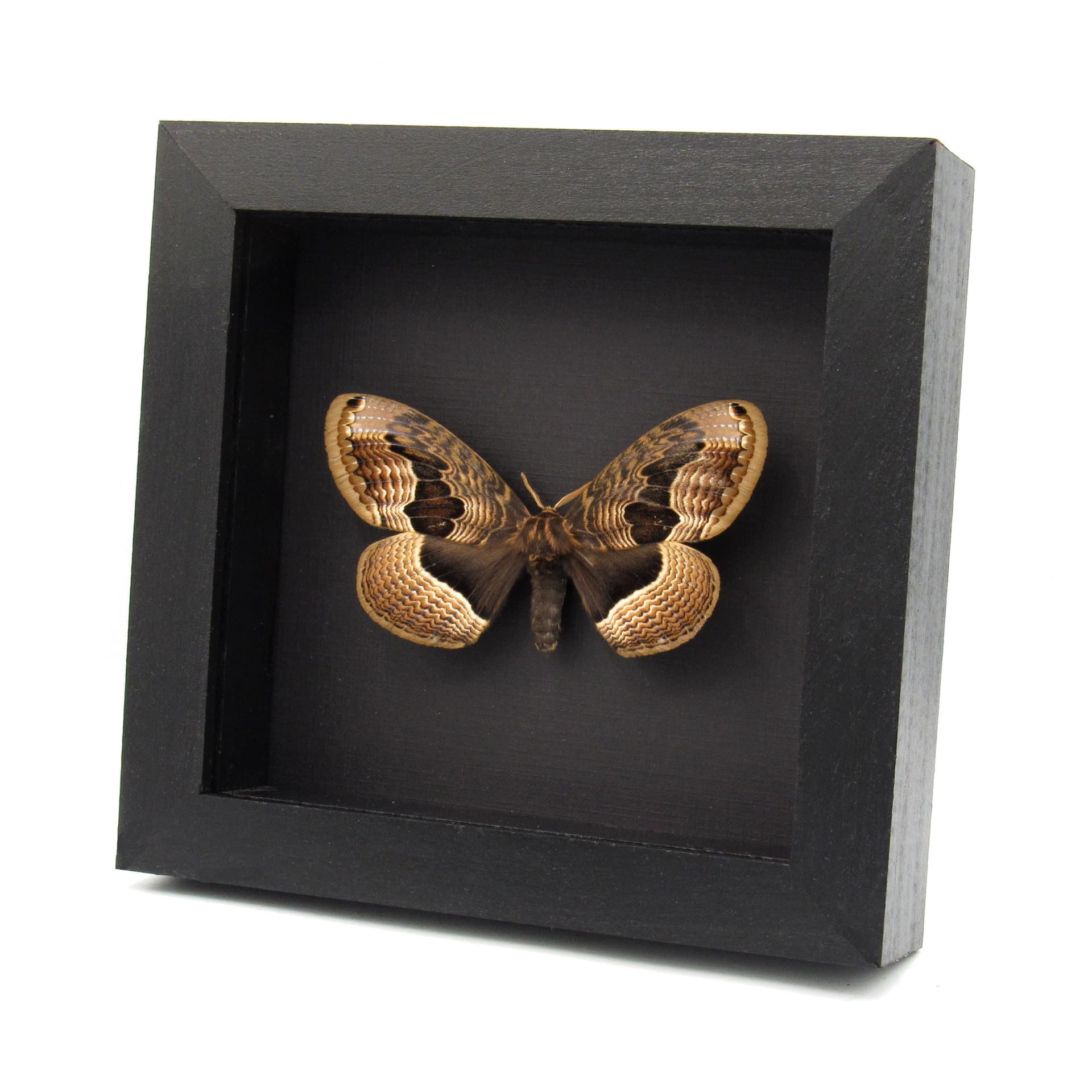 Real large Brahmin moth framed taxidermy - Brahmaea tancrei