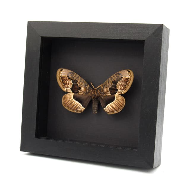 Real large Brahmin moth framed taxidermy - Brahmaea tancrei