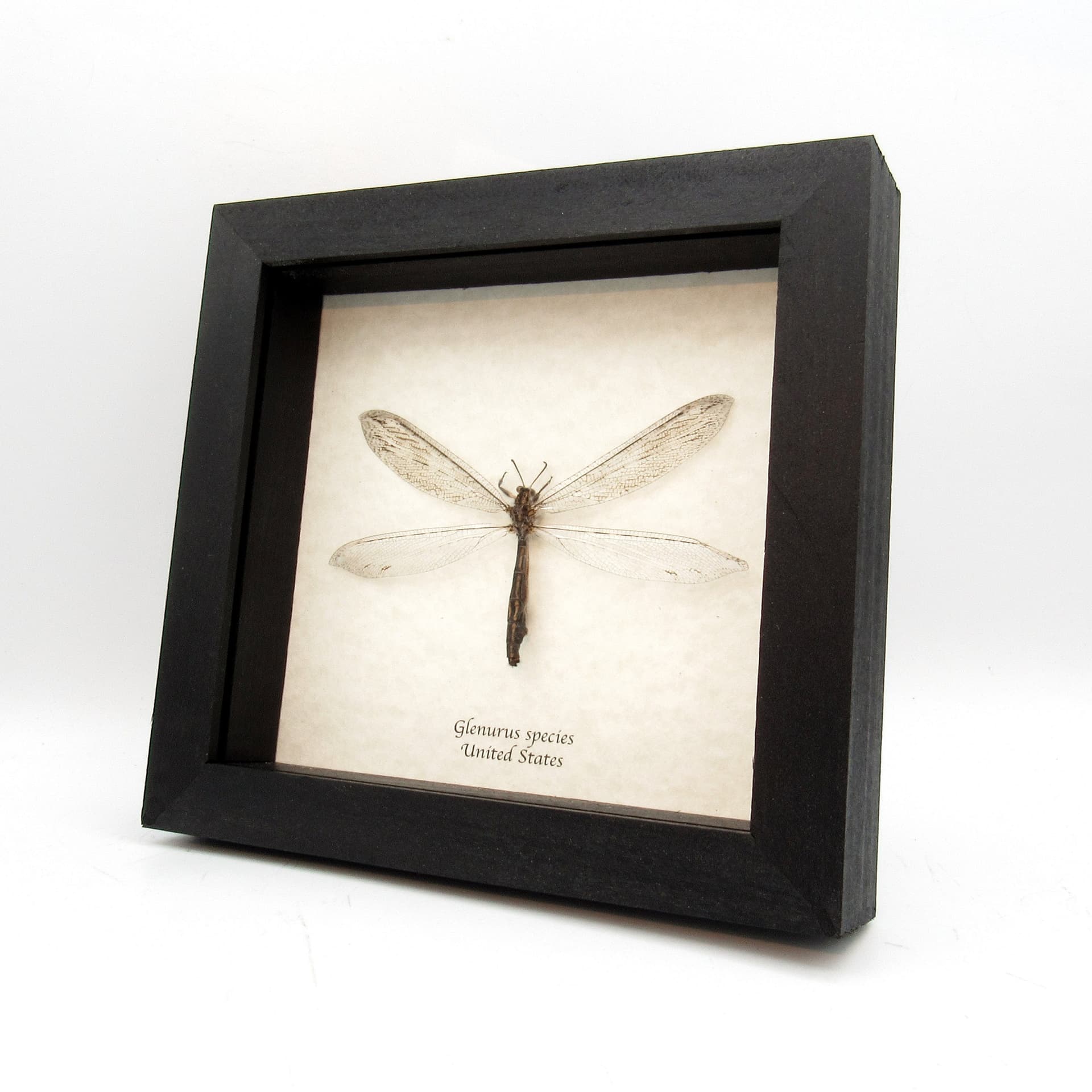 Real Giant Antlion framed taxidermy - Glenurus species