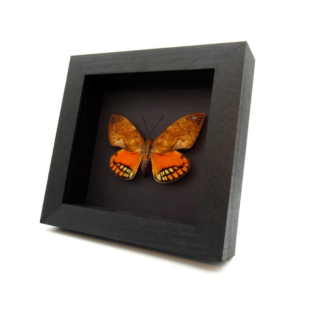 Rare orange Castnia moth framed taxidermy - Athis flavimaculata