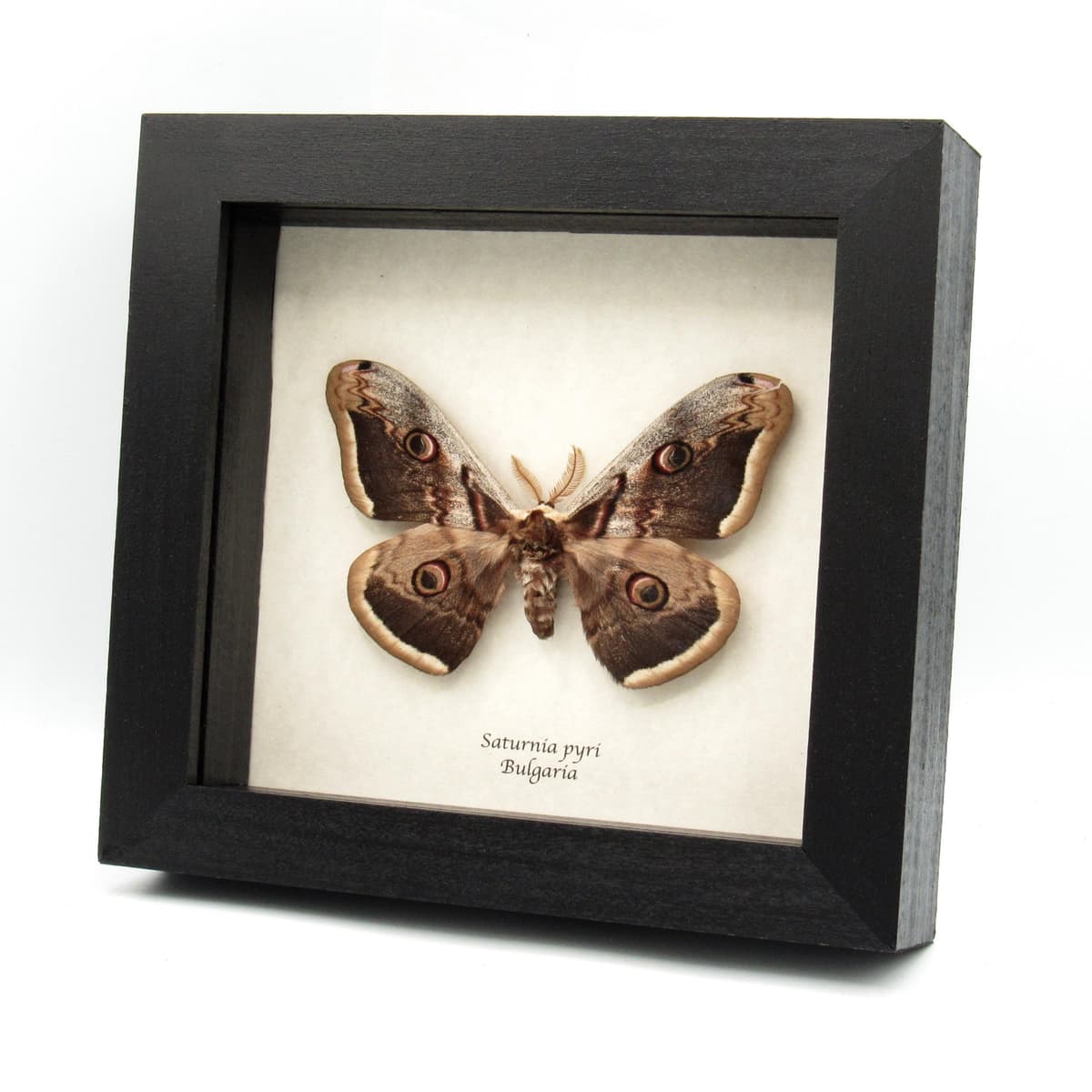 Real large Peacock moth framed taxidermy - Saturnia pyri