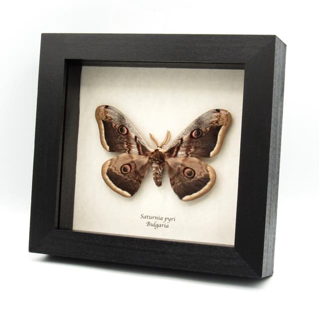 Real large Peacock moth framed taxidermy - Saturnia pyri