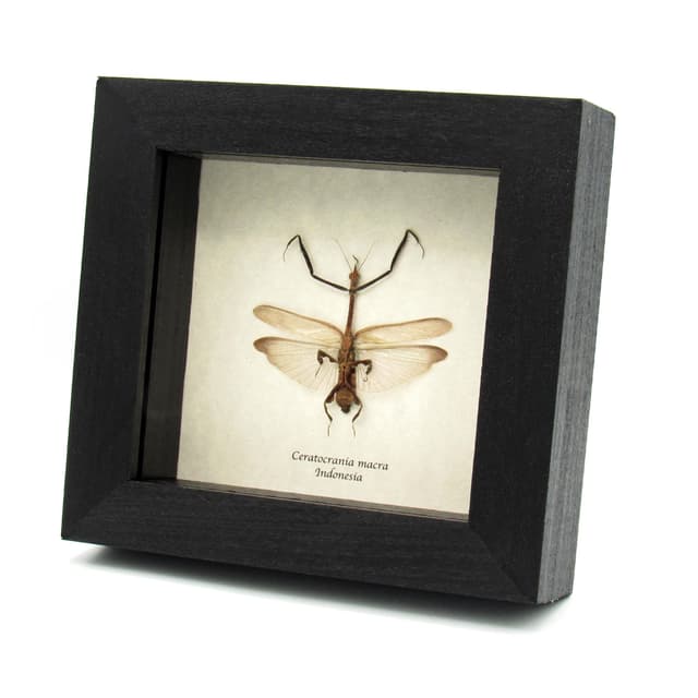Rare Asian Ghost Mantis framed - Ceratocrania macra - female