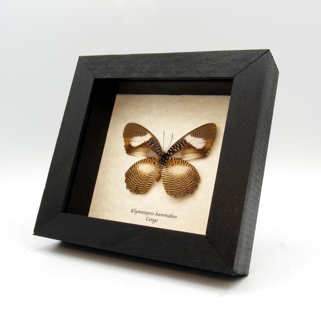 Real framed taxidermy butterfly - Elymniopsis bammakoo