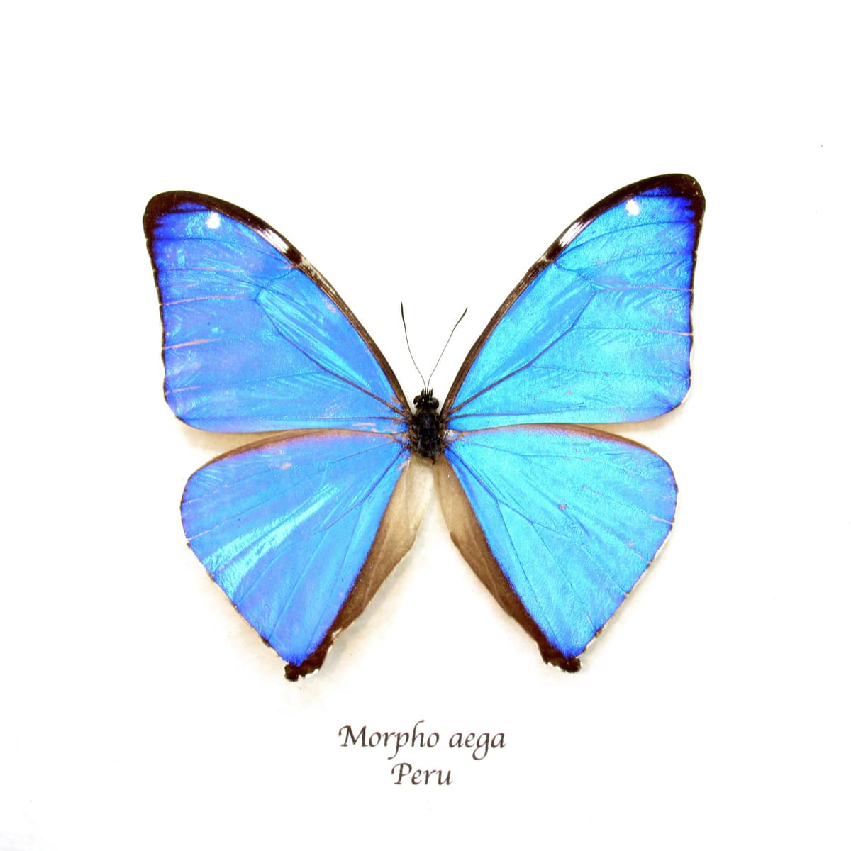 Real iridescent blue butterfly framed taxidermy - Morpho aega