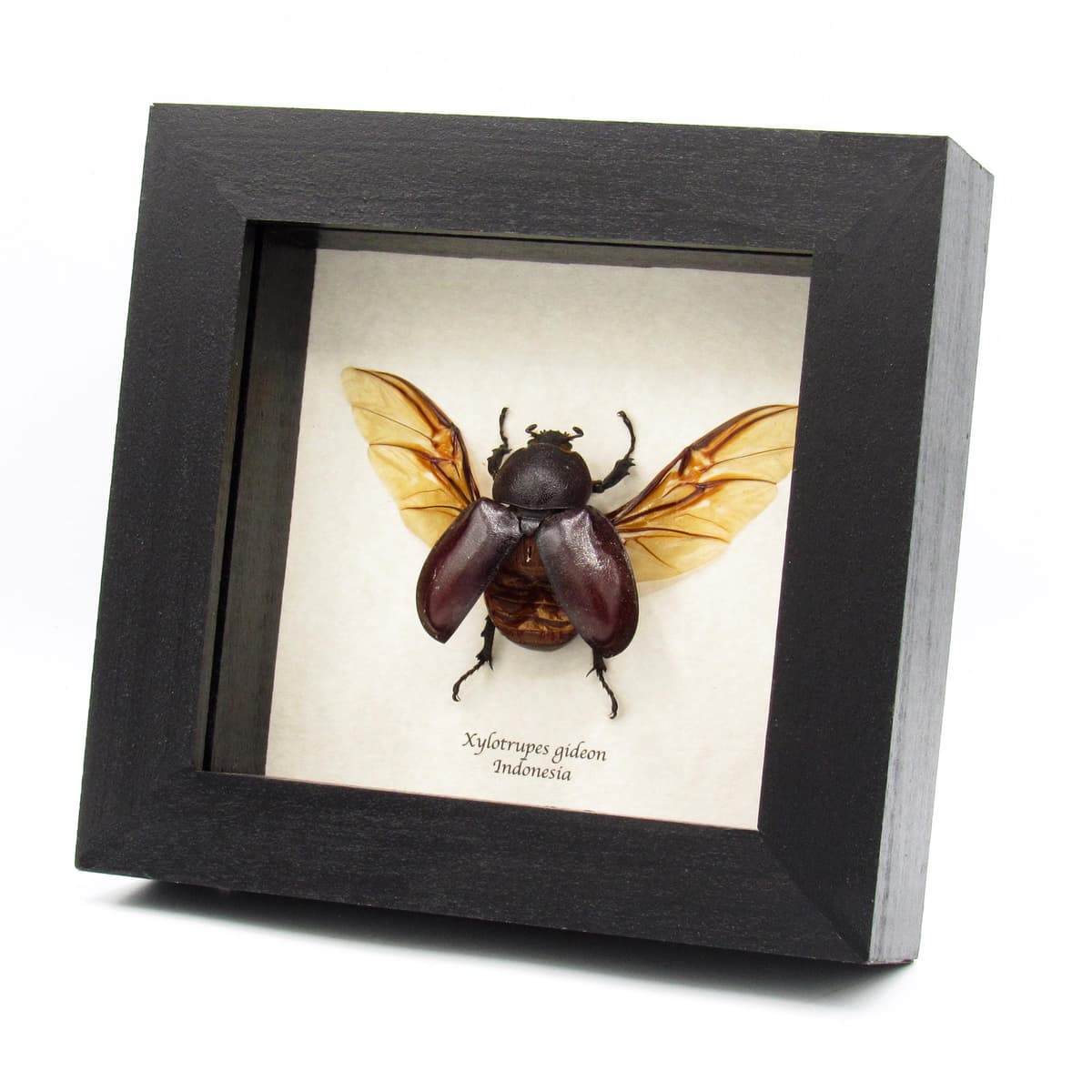 Real Rhinoceros beetle framed taxidermy - Xylotrupes gideon - female
