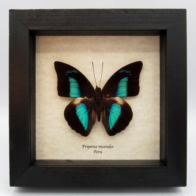 Real blue butterfly framed taxidermy - Prepona meander